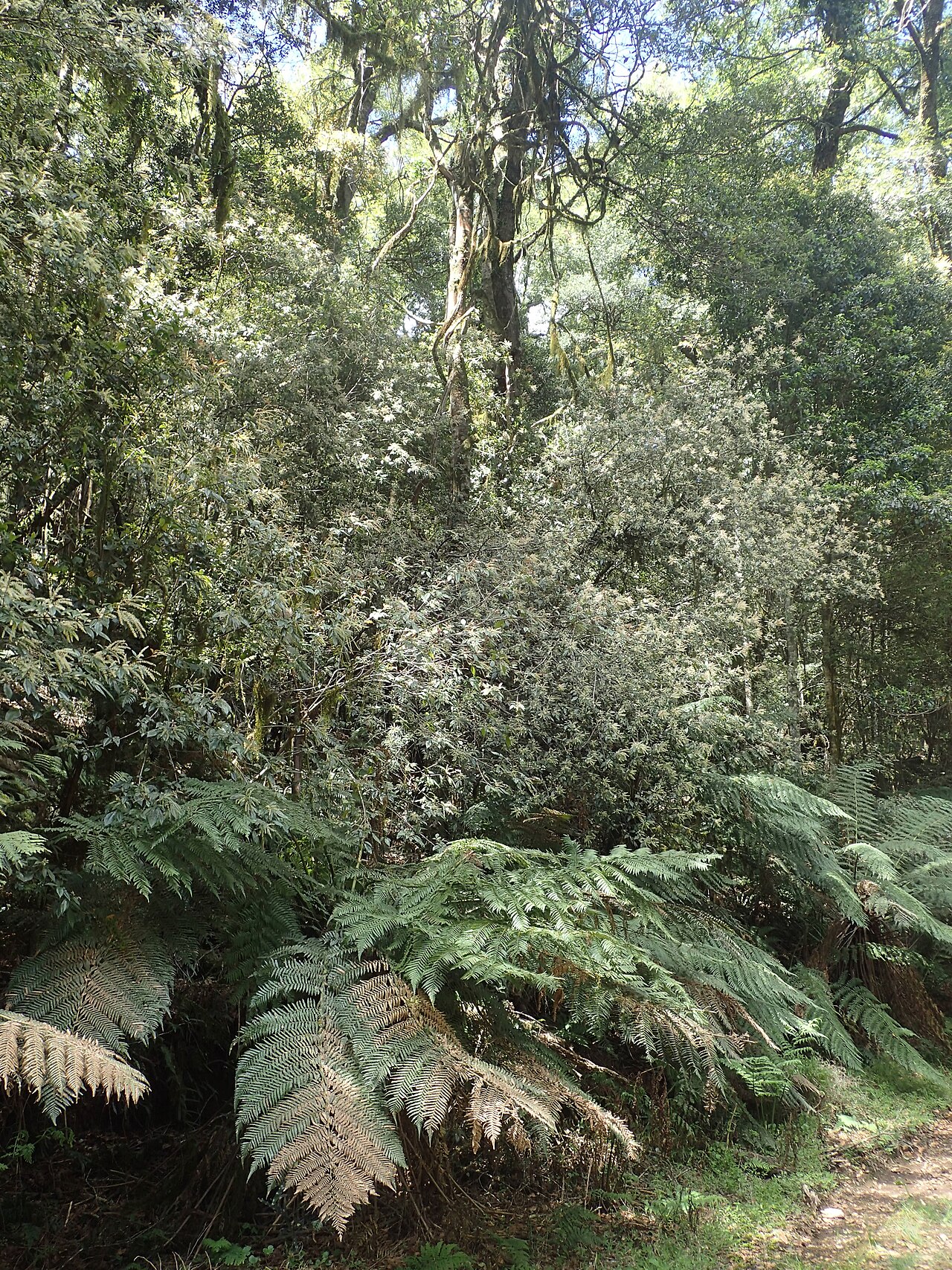 Vesselowskya rubifolia: Vesselowskya rubifolia near the track to Wirght's Lookout from Tom's Cabinin the New England National Park