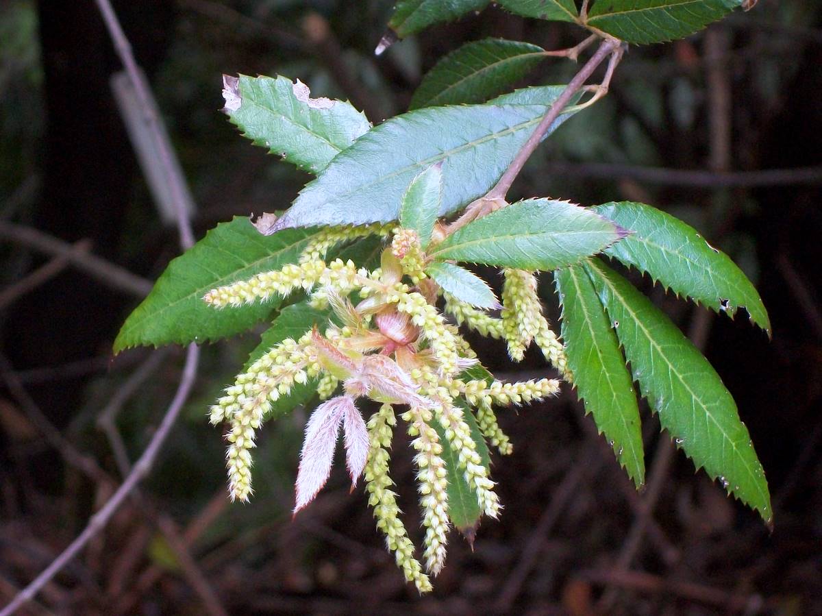 Vesselowskya rubifolia: Vesselowskya rubifolia, signposted at Mount Tomah botanic gardens, Australia