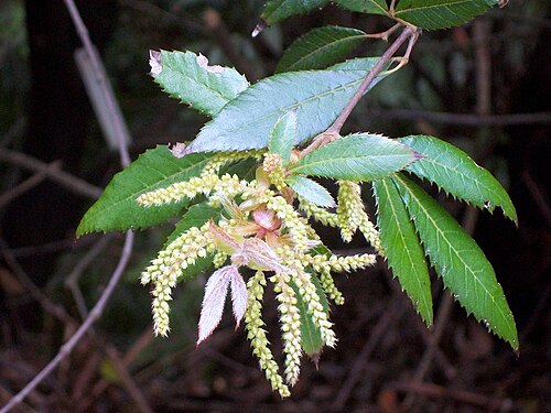 Vesselowskya rubifolia: Vesselowskya rubifolia, signposted at Mount Tomah botanic gardens, Australia