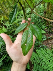 Vesselowskya venusta (Vesselowskya venusta)