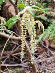 Vesselowskya venusta (Vesselowskya venusta)