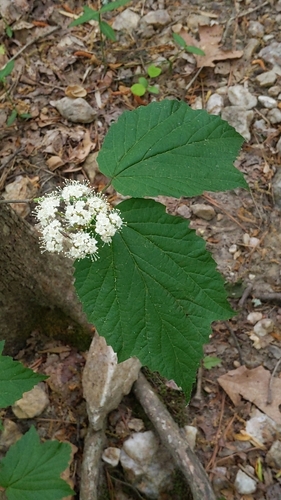 Mapleleaf viburnum
