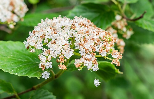 Bracted arrowwood: Viburnum bracteatum in the Lyon Botanical Garden in Lyon , France