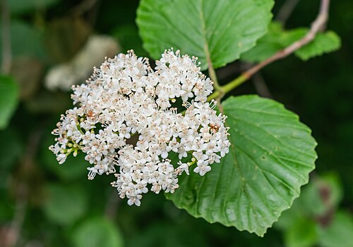 Bracted arrowwood: Viburnum bracteatum in the Lyon Botanical Garden in Lyon , France