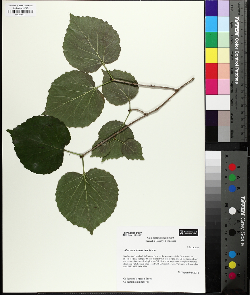 Bracted arrowwood (Viburnum bracteatum)