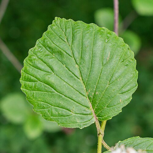 Bracted arrowwood: Viburnum bracteatum in the Lyon Botanical Garden in Lyon , France