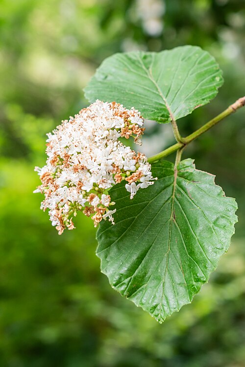 Bracted arrowwood: Viburnum bracteatum in the Lyon Botanical Garden in Lyon , France