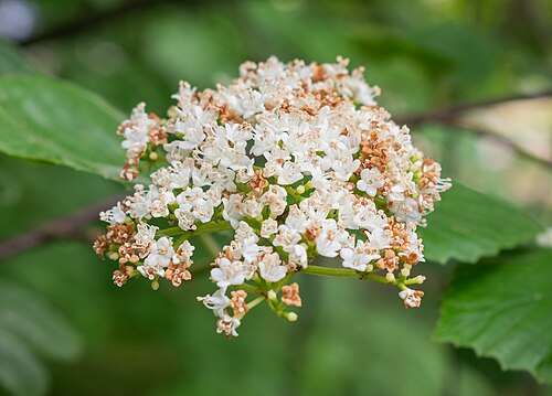 Bracted arrowwood: Viburnum bracteatum in the Lyon Botanical Garden in Lyon , France