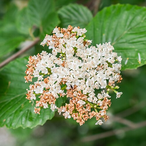 Bracted arrowwood: Viburnum bracteatum in the Lyon Botanical Garden in Lyon , France