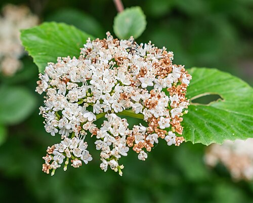 Bracted arrowwood: Viburnum bracteatum in the Lyon Botanical Garden in Lyon , France