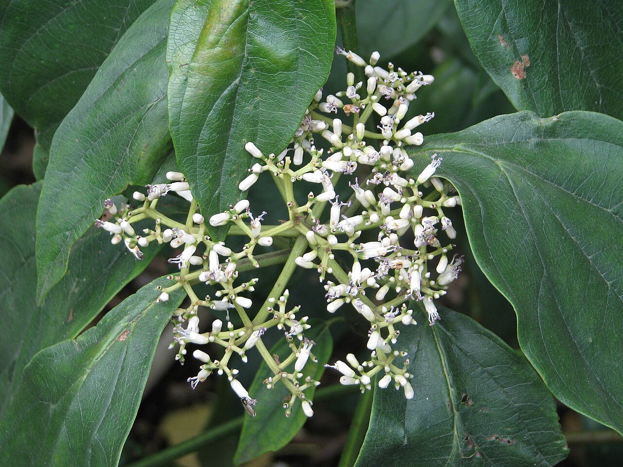 Viburnum coriaceum: Quite interesting flowers....