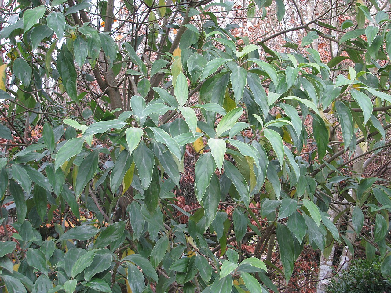 Viburnum coriaceum: At Stanmer Park near Brighton. This species is unusual for the pale bloom on the leaves.