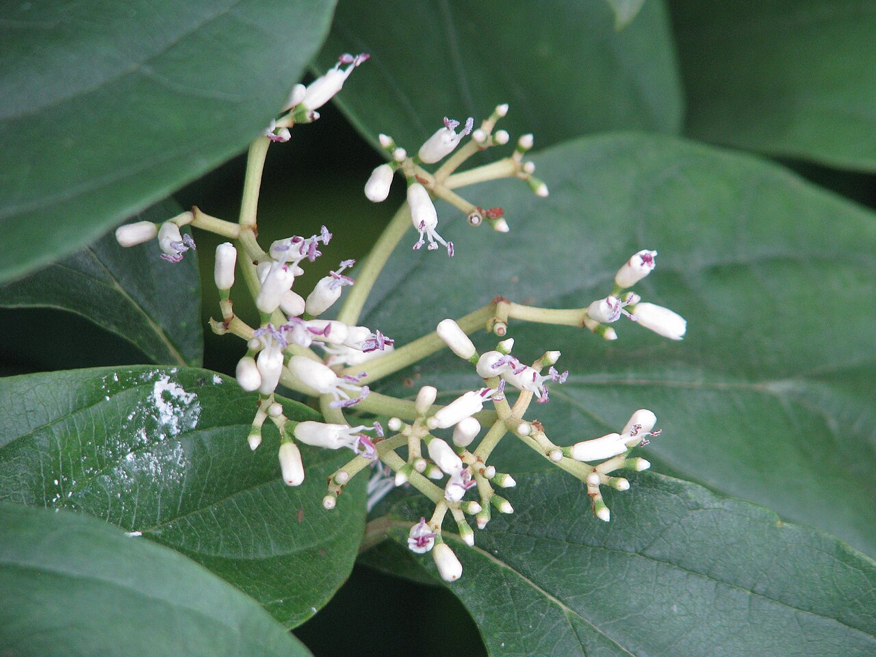 Viburnum coriaceum: Viburnum cylindricum