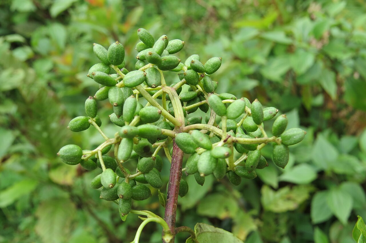 Viburnum coriaceum: Viburnum coriaceum