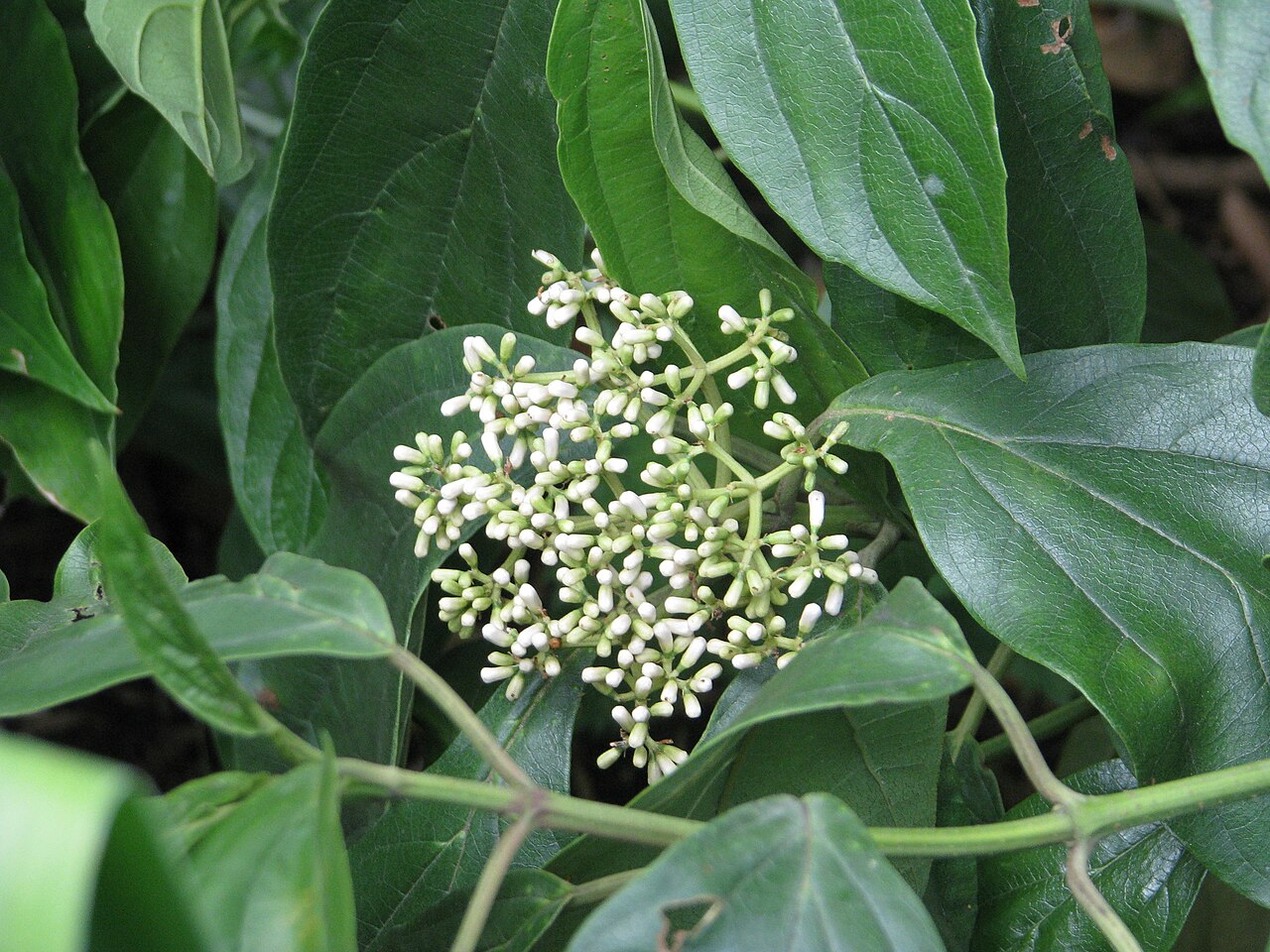 Viburnum coriaceum: Viburnum cylindricum