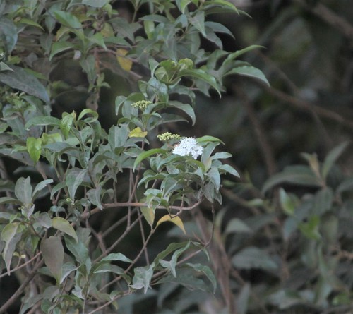 Viburnum costaricanum (Viburnum costaricanum)