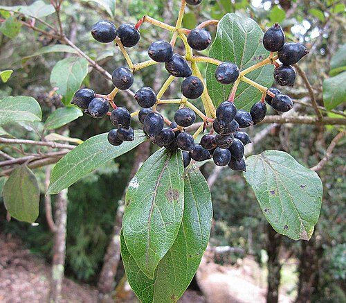 Viburnum costaricanum: Also known as Paraviento due to its use as a windbreak in the mountains of Costa Rica and Panama. Photo from Los Quetzales Park, Costa Rica. In context at www.d