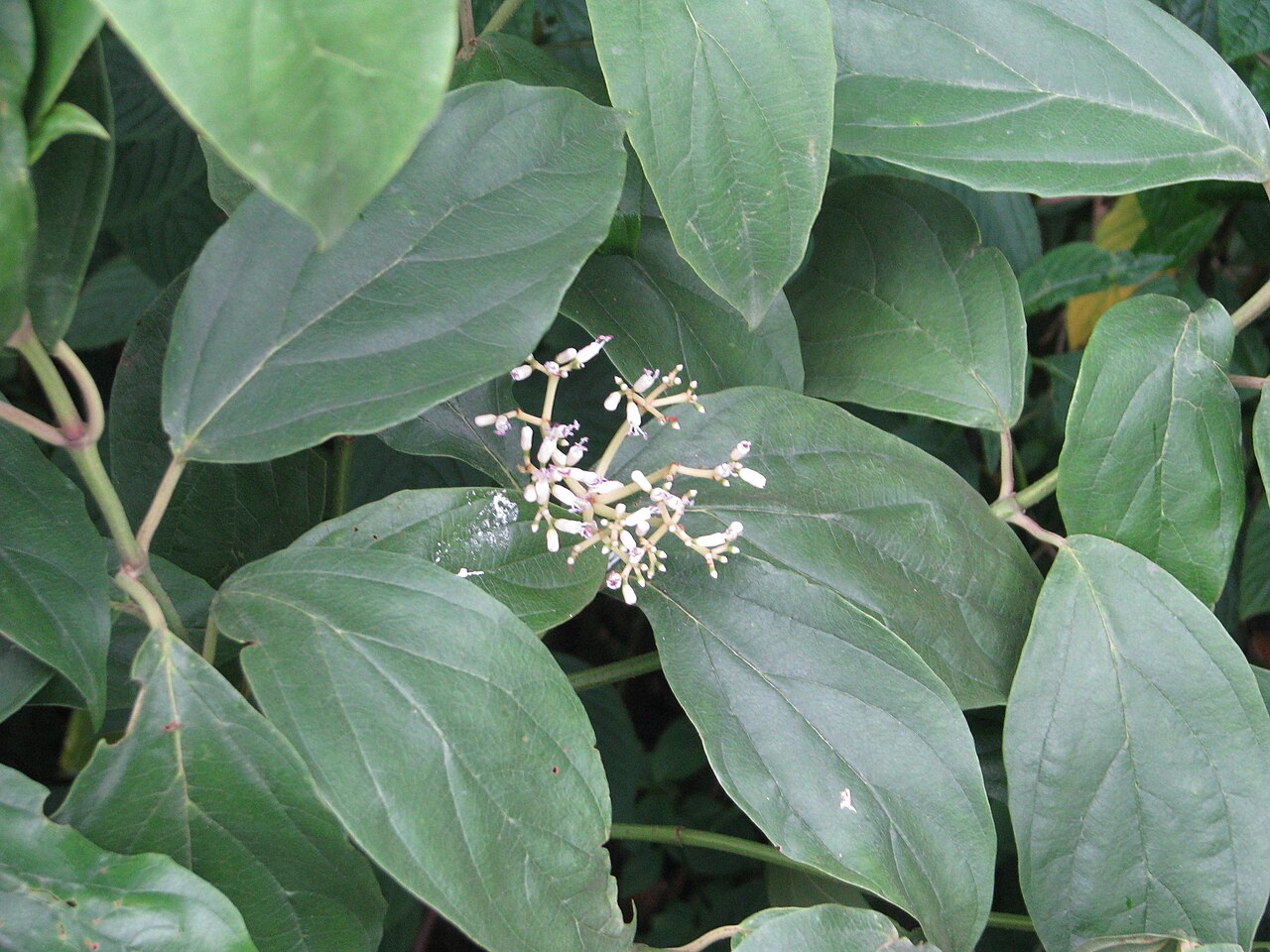 Viburnum cylindricum: Viburnum cylindricum