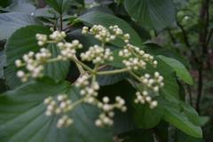Southern arrowwood (Viburnum dentatum)