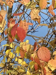 Southern arrowwood (Viburnum dentatum)