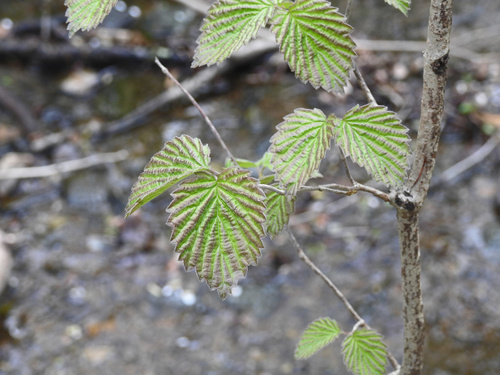 Southern arrowwood (Viburnum dentatum)