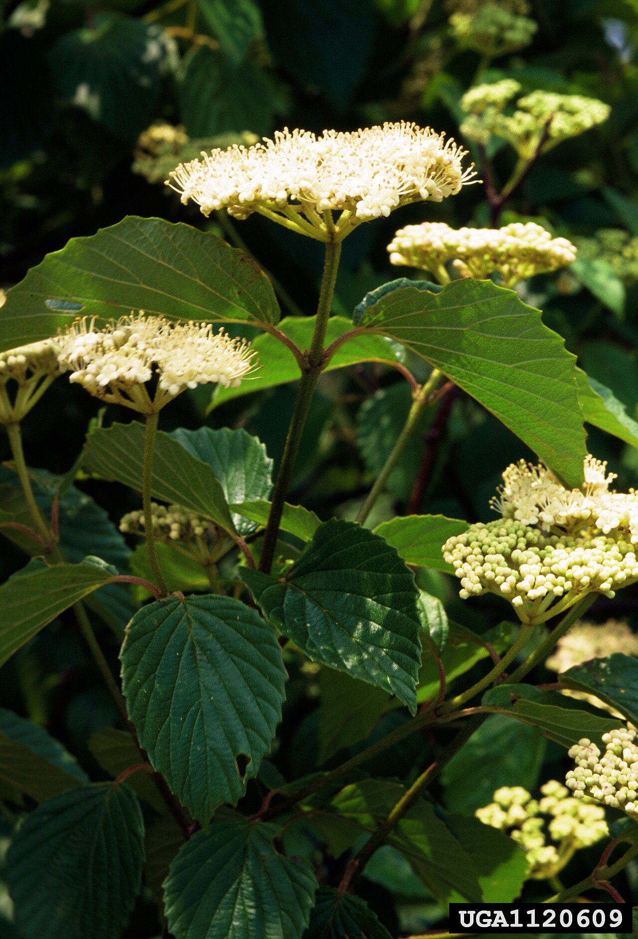 Southern arrowwood: Viburnum dentatum flowers, Georgia, USA