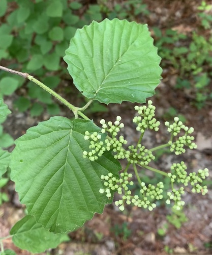 Southern arrowwood (Viburnum dentatum)