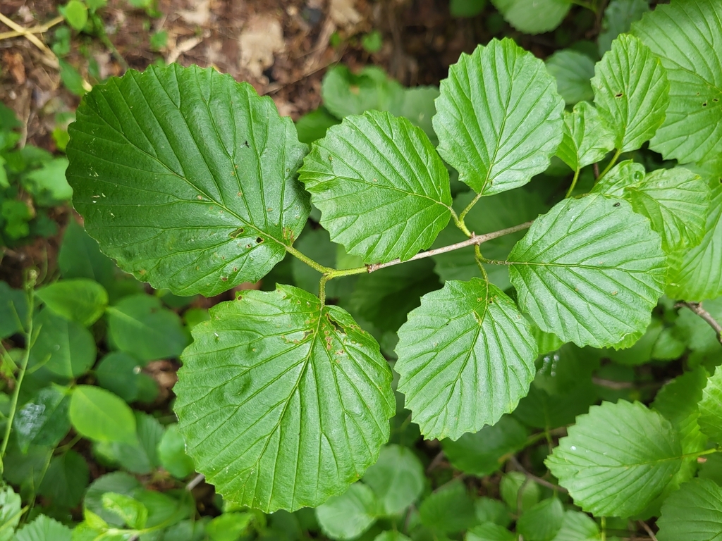 Southern arrowwood (Viburnum dentatum)