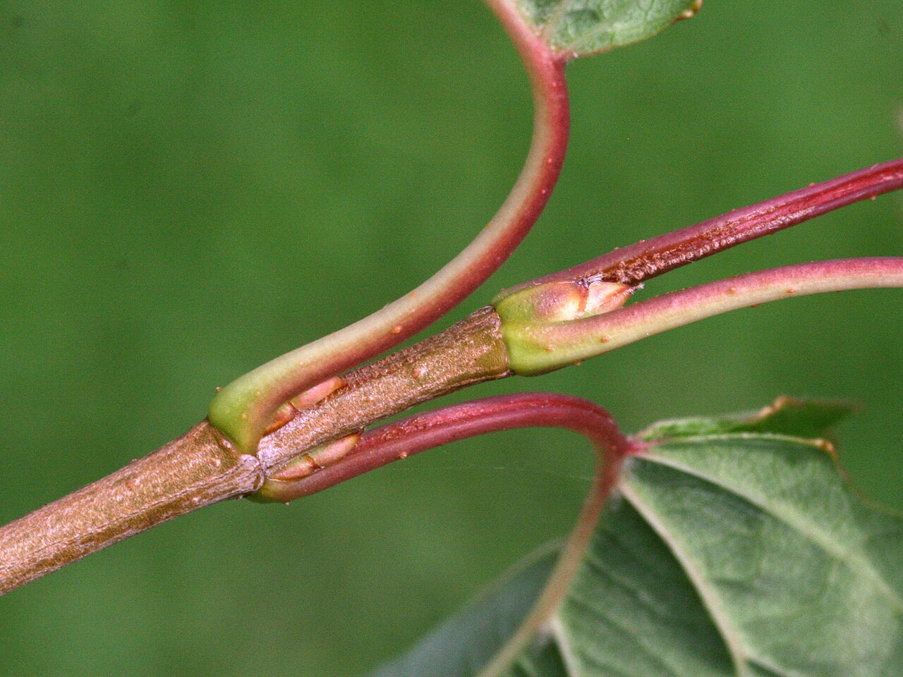 Southern arrowwood: Viburnum dentatum - detail of bud, Dendrological Garden Pruhonice, Czech Republic