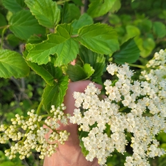 Southern arrowwood (Viburnum dentatum)