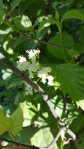 Southern arrowwood (Viburnum dentatum)
