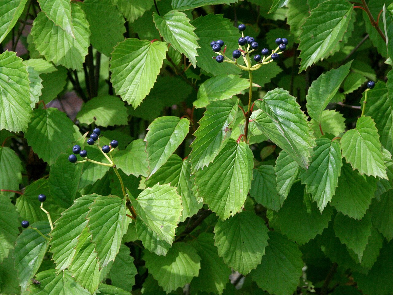 Southern arrowwood: Viburnum dentatum, Dendrological Garden Pruhonice, Czech Republic