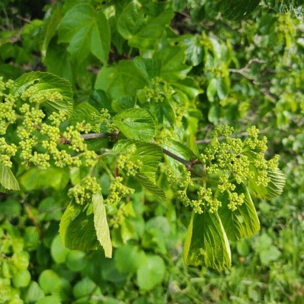 Linden arrowwood (Viburnum dilatatum)