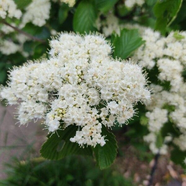 Linden arrowwood (Viburnum dilatatum)