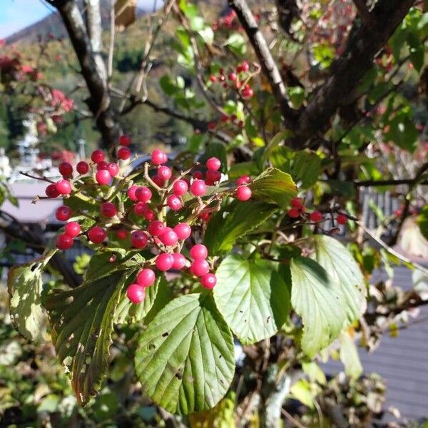 Linden arrowwood (Viburnum dilatatum)