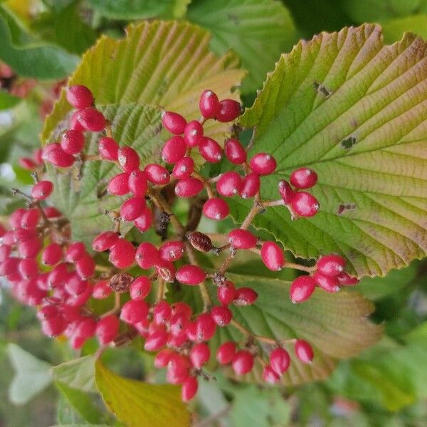 Linden arrowwood (Viburnum dilatatum)