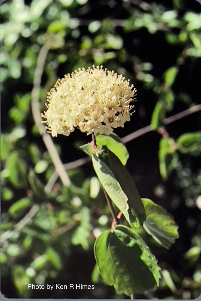 Common viburnum (Viburnum ellipticum)