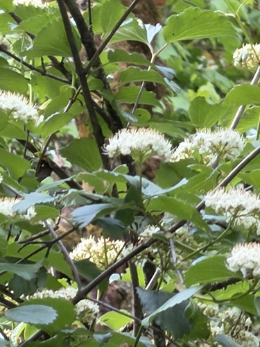 Common viburnum (Viburnum ellipticum)