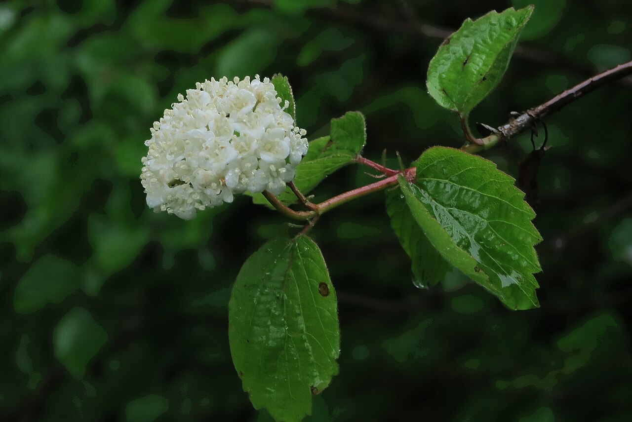 Common viburnum: Viburnum ellipticum—oval-leaved viburnum. Included in the CNPS Inventory of Rare and Endangered Plants on list 2.3 (rare, threatened, or endangered in CA; commo