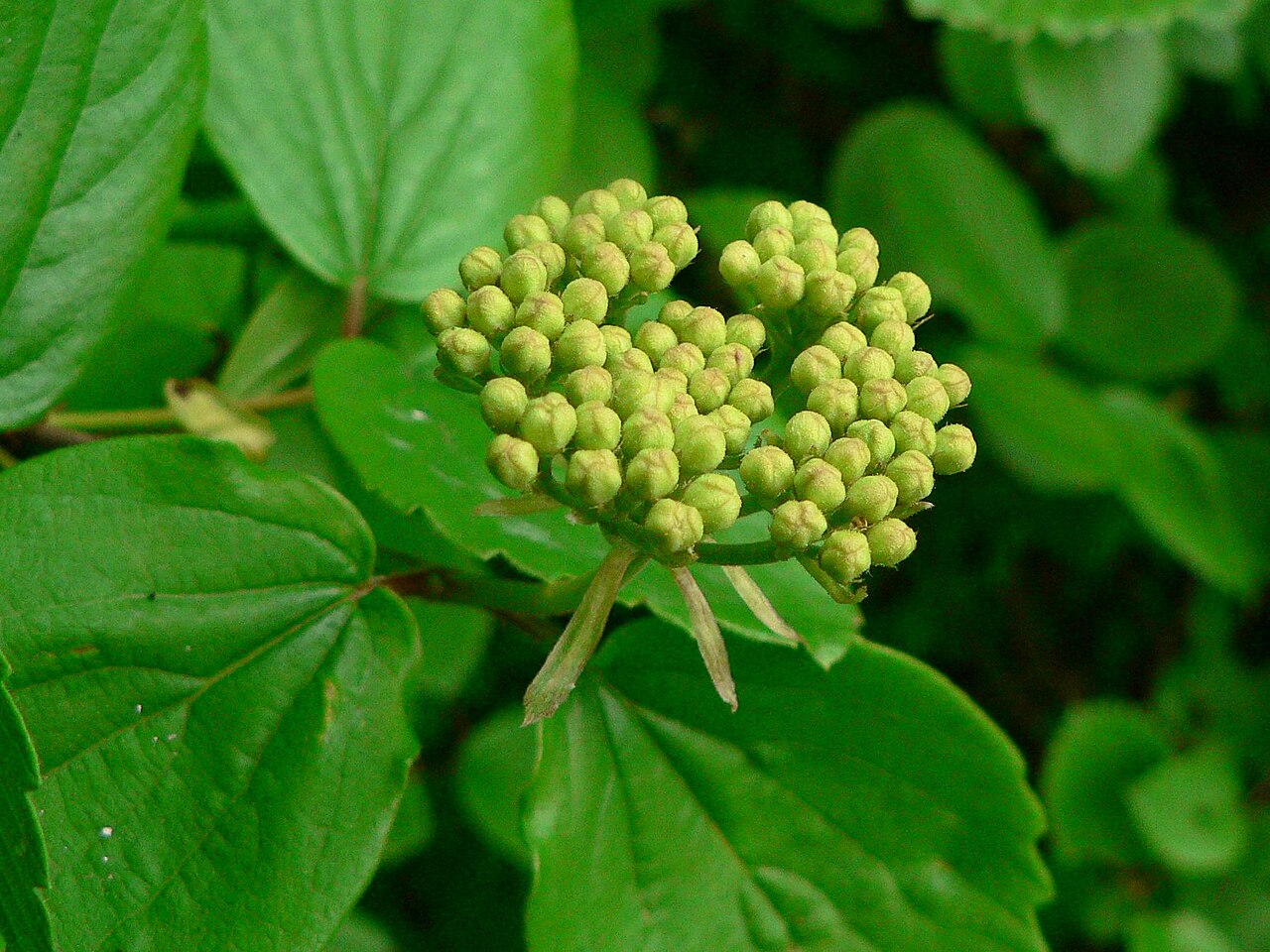 Common viburnum (Viburnum ellipticum)