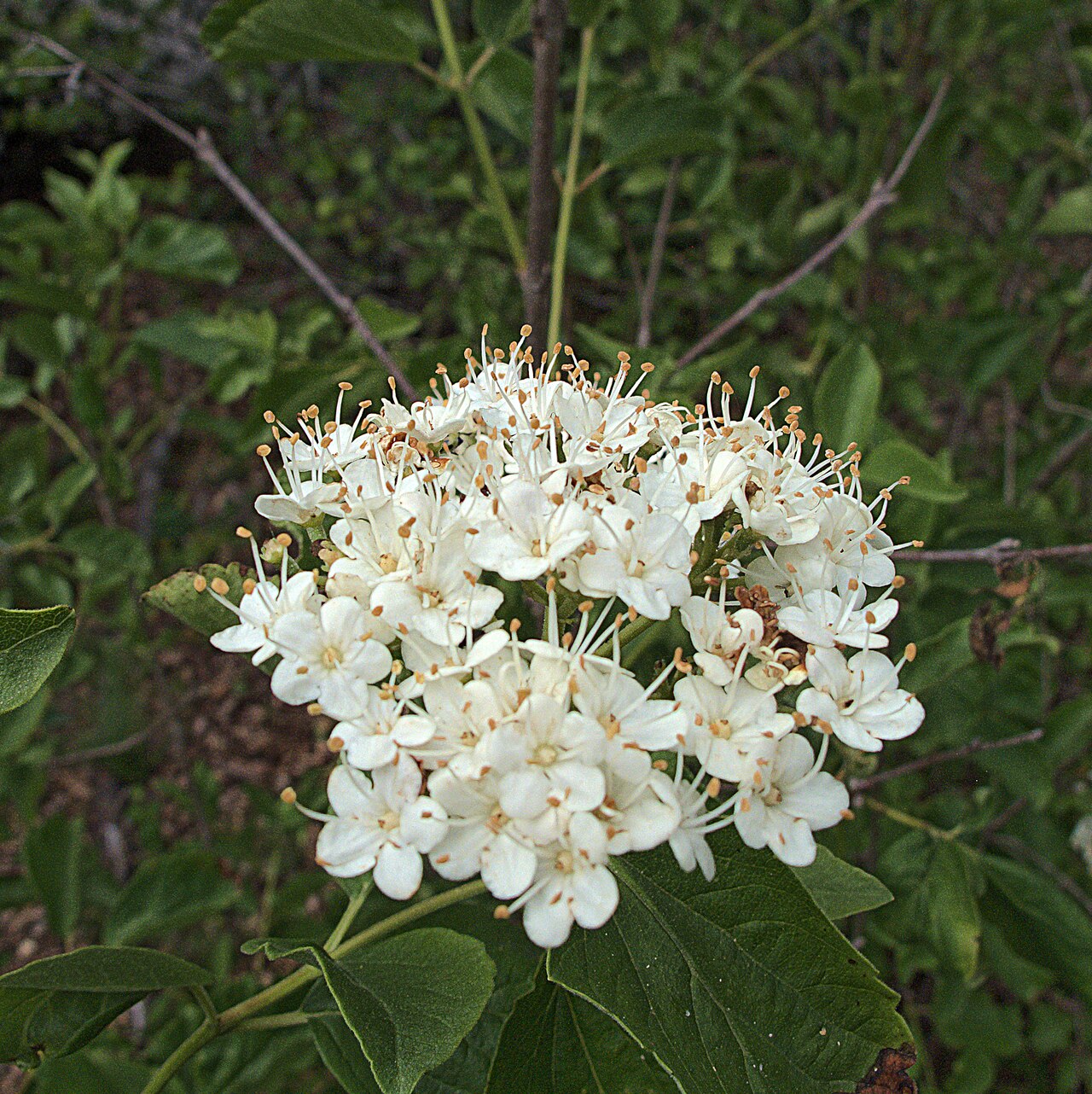Common viburnum: Viburnum ellipticum. Included in the CNPS Inventory of Rare and Endangered Plants on list 2.3 (rare, threatened, or endangered in CA; common elsewhere). David D