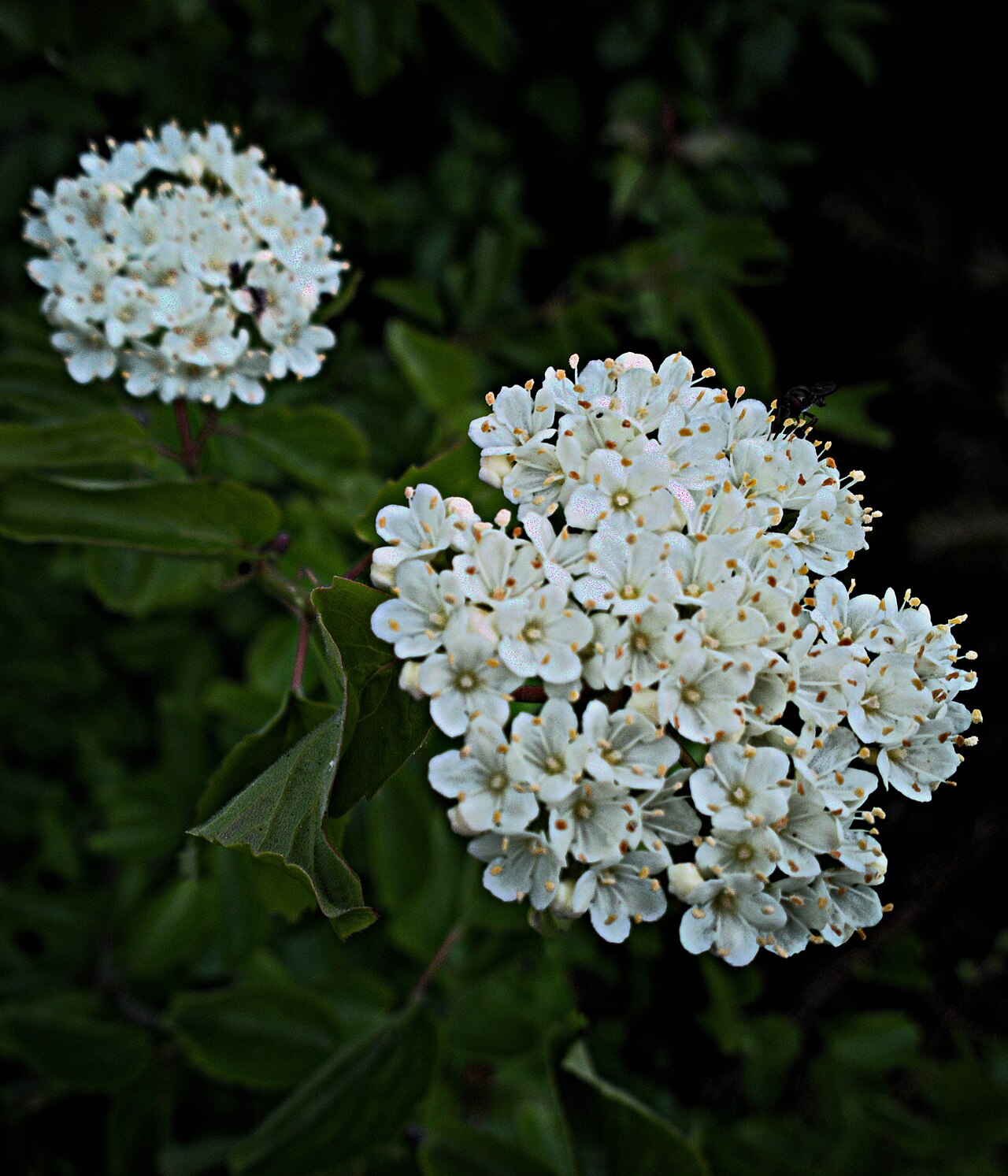 Common viburnum: Viburnum ellipticum. Included in the CNPS Inventory of Rare and Endangered Plants on list 2.3 (rare, threatened, or endangered in CA; common elsewhere). David D