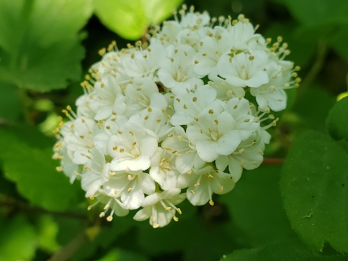 Common viburnum (Viburnum ellipticum)