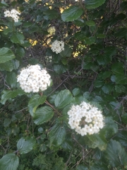 Common viburnum (Viburnum ellipticum)