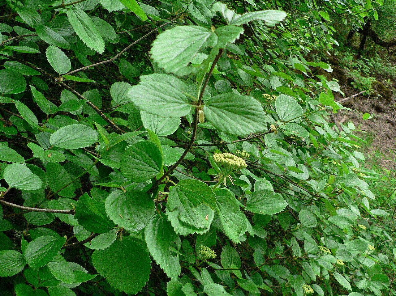 Common viburnum (Viburnum ellipticum)