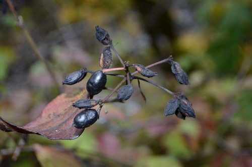 Common viburnum (Viburnum ellipticum)