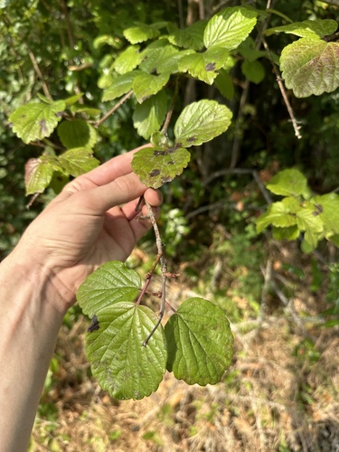 Common viburnum (Viburnum ellipticum)