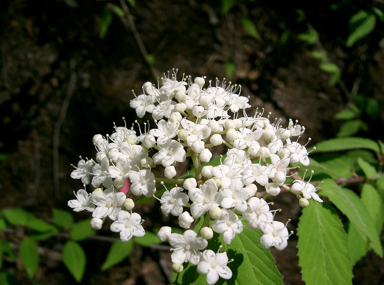 Leather-leaf viburnum: コバノガマズミ