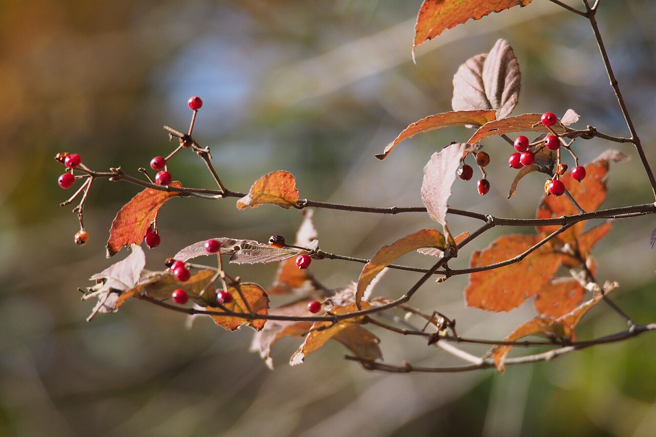 Leather-leaf viburnum: may be コバノガマズミ.