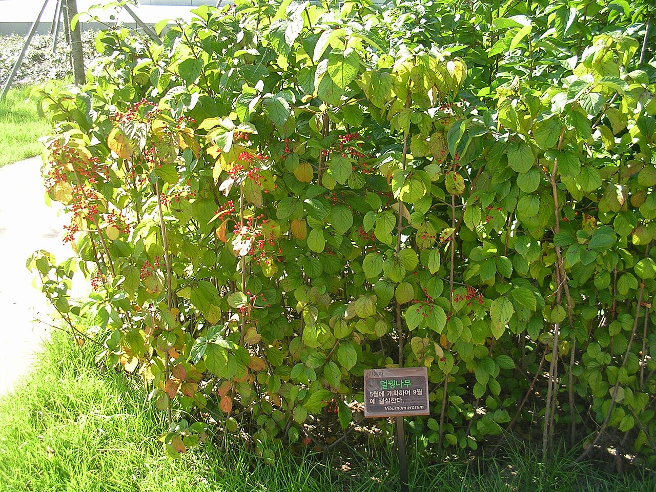 Leather-leaf viburnum: Viburnum erosum in a park in Seoul, South Korea.
